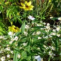 Coreopsis tripteris